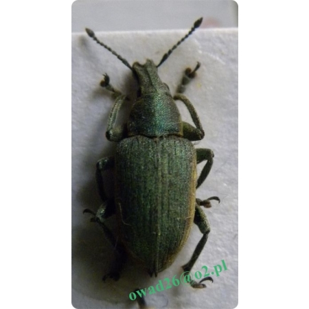 Chlorophanus viridis (Linnaeus, 1758) Zieleńczyk zielonawy